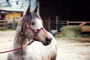 découvrez les avantages d'acheter un cheval réformé et obtenez des conseils pratiques pour faire un choix éclairé et responsable.