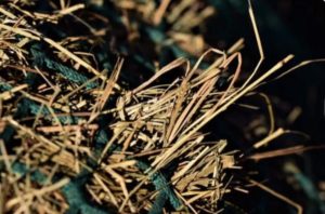 découvrez les avantages du foin dépoussiéré pour chevaux : meilleure santé respiratoire, qualité nutritionnelle améliorée et confort optimal pour votre cheval.