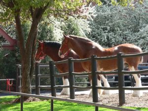 découvrez les avantages des barrières galvanisées pour chevaux, leur robustesse et facilité d'installation pour assurer la sécurité de vos animaux.