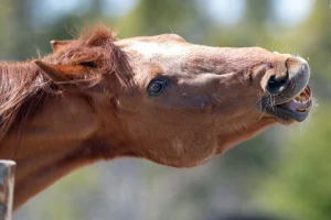 découvrez les causes courantes du bouchon de foin chez les chevaux et apprenez les meilleures solutions pour prévenir et traiter ce problème afin d'assurer la santé et le bien-être de votre cheval.