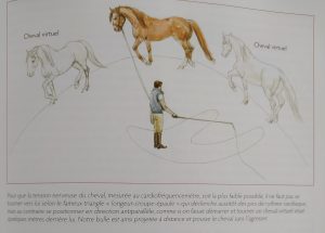 découvrez comment choisir la longe idéale pour la présentation de votre cheval, alliant confort, sécurité et élégance pour une performance optimale.
