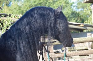 découvrez notre guide complet pour acheter un frison à vendre. conseils, informations et astuces pour choisir le cheval frison idéal.