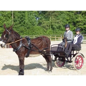 découvrez les avantages d'une calèche à 2 roues tractée par un cheval : simplicité, maniabilité et authenticité pour des balades uniques et conviviales.