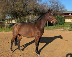 découvrez notre cheval à vendre, équipé d'une selle française de qualité, idéal pour une équitation confortable et élégante.