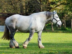 découvrez comment choisir un cheval grand et esthétiquement adapté à vos besoins pour l'équitation, avec des conseils pratiques et des critères essentiels.