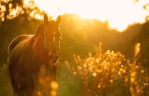 découvrez notre guide complet pour bien choisir et utiliser une caméra dédiée aux chevaux, afin de garantir leur sécurité et capturer chaque moment important.