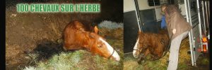 découvrez les démarches clés pour sauver un cheval : conseils pratiques et étapes essentielles pour assurer sa sécurité et son bien-être.